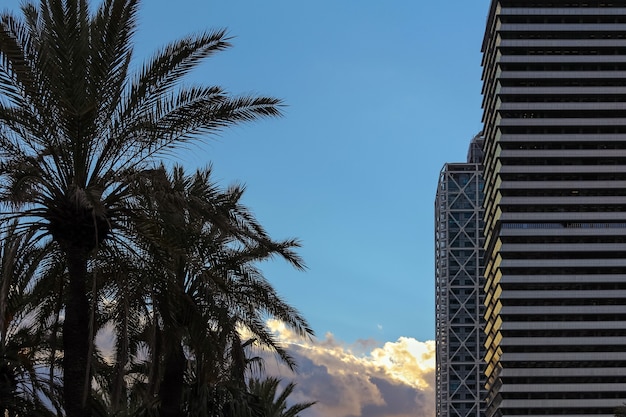 Palmiers et bâtiments modernes sur le côté avec un ciel bleu à la surface.