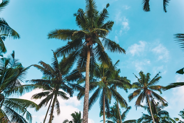 Palmiers et beau ciel nuageux, image de fond tropical prise à Bali