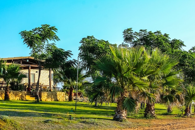 Palmiers, belle aube. été - temps de repos. Chypre