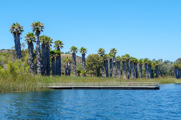 Les palmiers bordent le bord de l'eau.