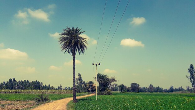 Photo des palmiers sur le champ contre le ciel