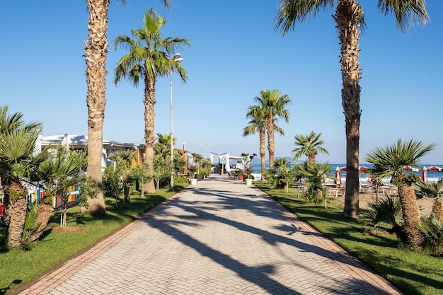 Palmiers sur le chemin de la plage