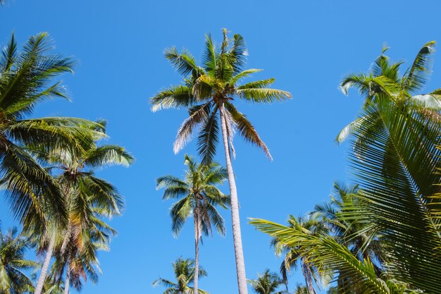 Photo palmiers et ciel bleu comme l'été sur le fond de la nature xa