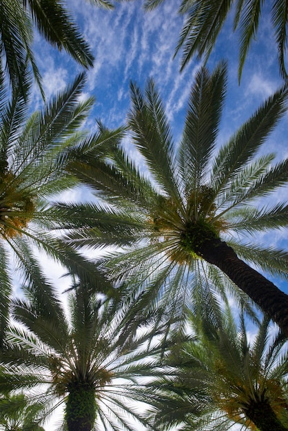 Palmiers sur ciel bleu, palmier sur la côte tropicale, cocotier. Toile de fond tropicale sur le ciel clair du soleil.