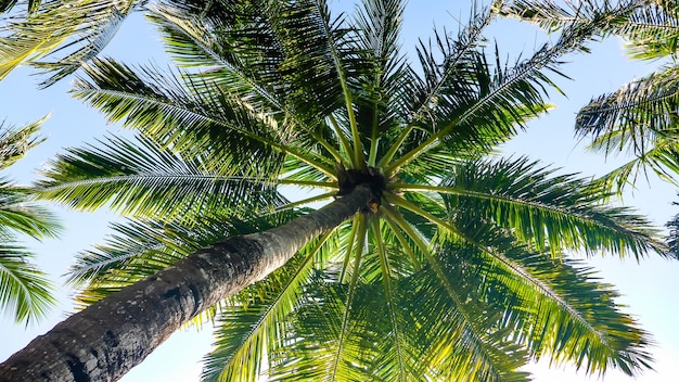 Palmiers sur un ciel bleu vue du bas, Maldives.