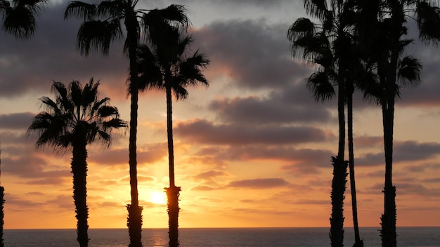 Palmiers et ciel crépusculaire en Californie aux États-Unis. Atmosphère de coucher de soleil sur la plage de l'océan tropical. Ambiance de Los Angeles.