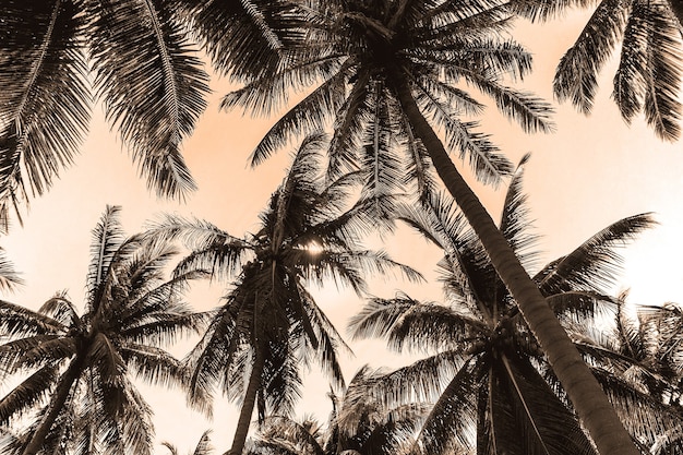 Palmiers avec ciel en fond sépia
