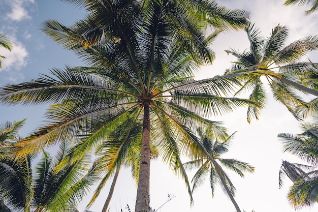 Les palmiers et le ciel sur l'île