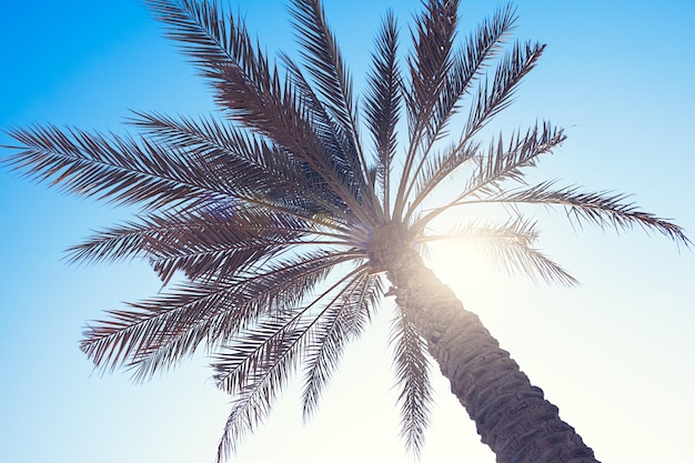 Palmiers contre le ciel bleu, palmiers sur la côte tropicale, vintage aux tons et stylisés, cocotier, arbre d'été, concept de voyage de vacances