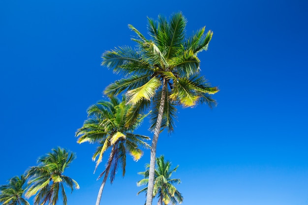 Palmiers, contre, ciel bleu, palmiers, à, côte tropicale