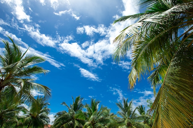 Palmiers contre le ciel bleu, palmiers à côte tropicale