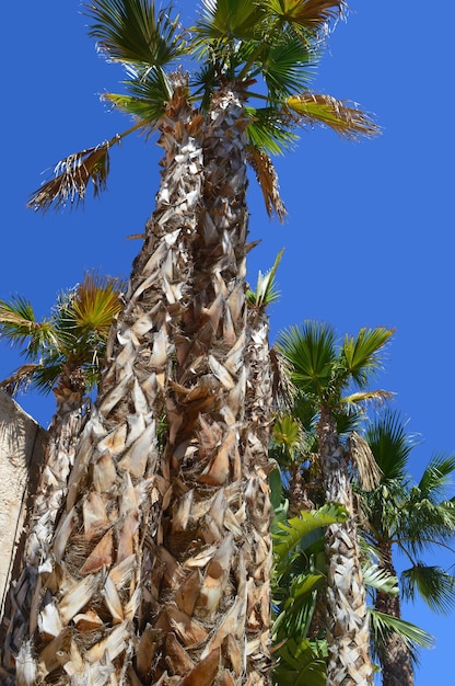 Photo palmiers contre le ciel bleu.