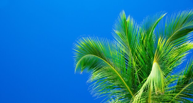 Palmiers contre le ciel bleu