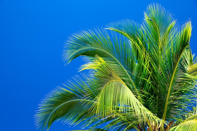 Palmiers contre le ciel bleu