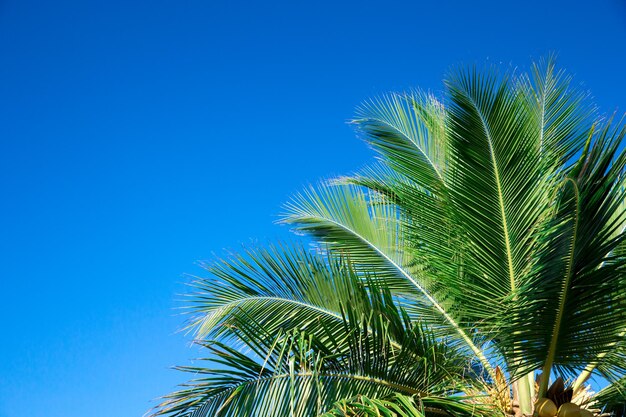 Palmiers contre le ciel bleu