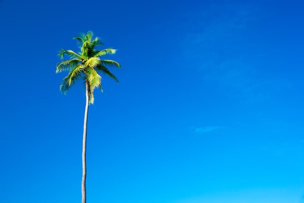 Palmiers contre le ciel bleu