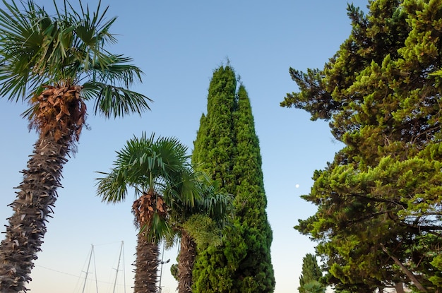 Palmiers contre le ciel en été.