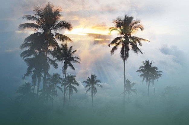 Des palmiers contre le ciel lors d'un coucher de soleil brumeux