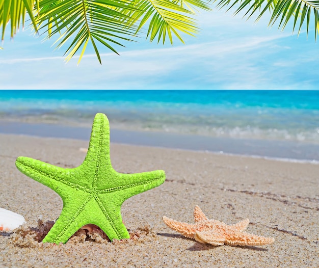 Palmiers et coquillages d'étoiles de mer sur une plage déserte