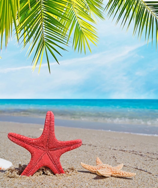 Palmiers et coquillages d'étoiles de mer sur une plage déserte