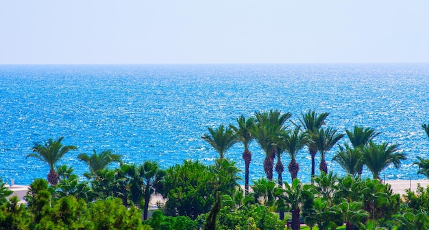 Palmiers sur la côte tropicale