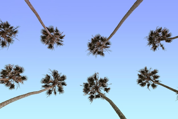 Photo palmiers dans le ciel avec le soleil qui brille dessus