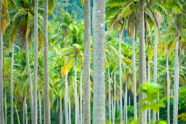 Palmiers dans la forêt tropicale