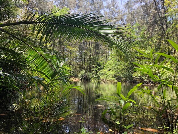 Photo des palmiers dans la forêt