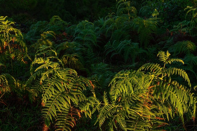 Photo des palmiers dans la forêt