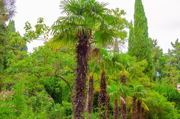 Palmiers dans un jardin avec un fond de ciel