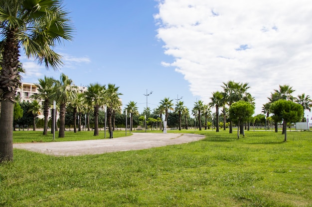 Palmiers dans le parc de la plage, Anaklia, Géorgie. Vue sur la station.