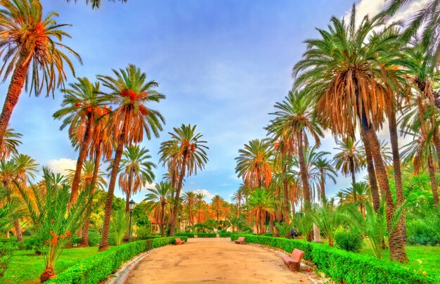 Palmiers dans le parc de la Villa Bonanno à Palerme, Sicile, Italie