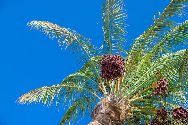 Palmiers dattiers contre le ciel