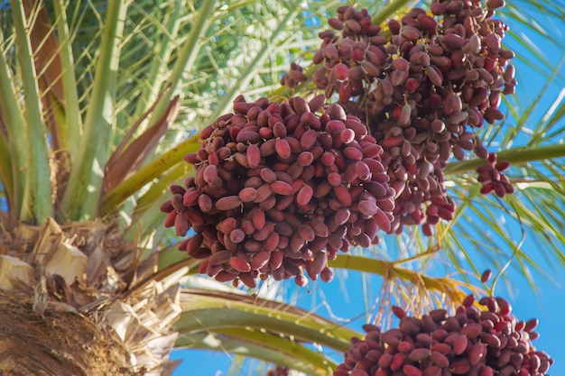 Palmiers dattiers contre le ciel