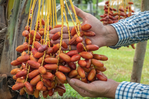 Les palmiers dattiers occupent une place importante dans l’agriculture avancée dans le désert. Palmier dattier. Raw Date Palm fruits poussant sur un arbre.