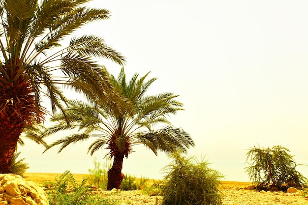 Palmiers dattiers et pierres, désert d'Arava, Israël