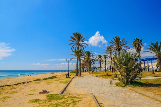 Palmiers dattiers sur la plage ensoleillée à Hammamet Tunisie