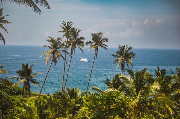 Photo palmiers devant une plage