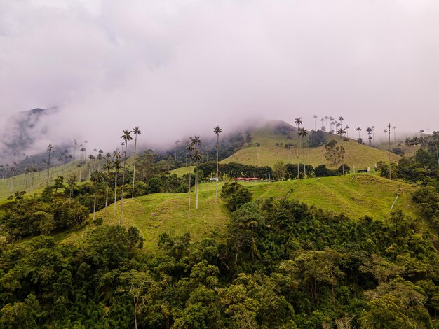 Photo palmiers entre montagnes et nuages cocora valley