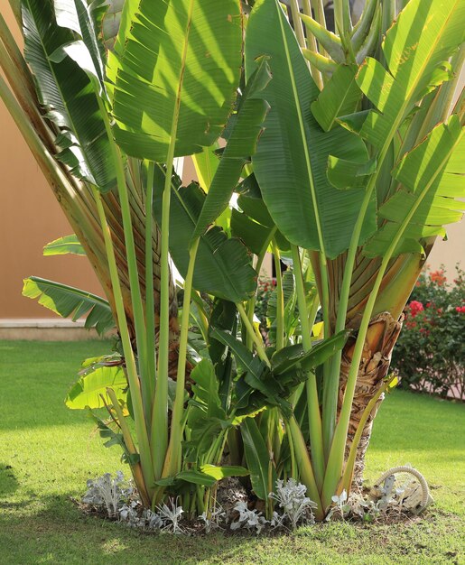 palmiers exotiques à l'hôtel tropical d'été