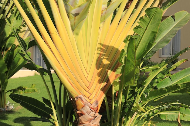 palmiers exotiques à l'hôtel tropical d'été