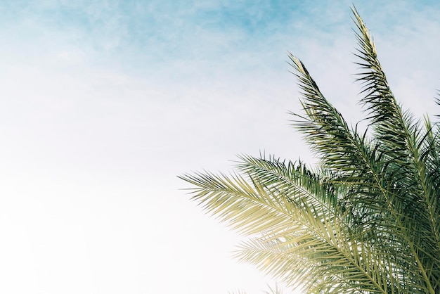 Un palmiers sur fond de ciel bleu