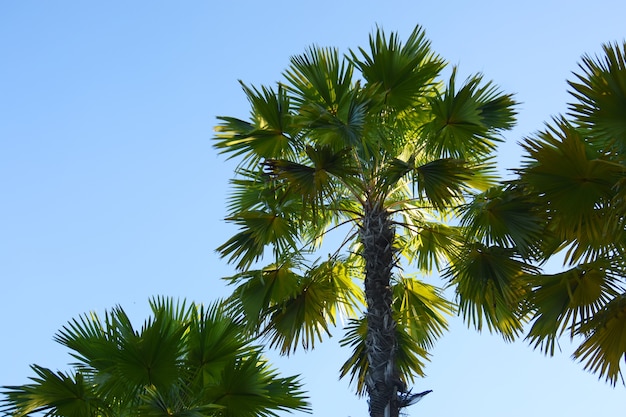 Photo palmiers avec fond de ciel bleu