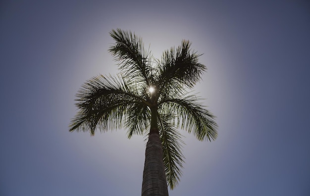 Palmiers fond d'écran Palmiers tropicaux cocotiers sur fond de ciel nature