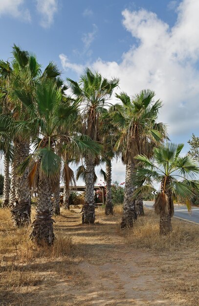 Palmiers sur fond de nuages en Israël