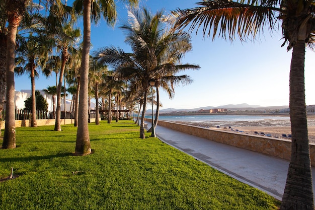 Palmiers et herbe verte sur la promenade près de la mer.