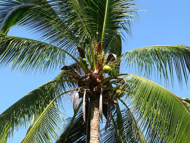 Les palmiers de l'île de Langkavi en Malaisie