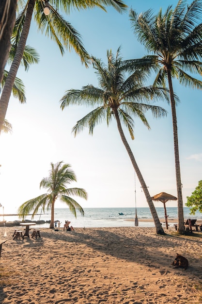 Des palmiers sur une île près de la plage le matin