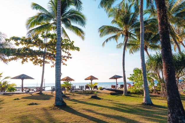 Photo des palmiers sur une île près de la plage le matin