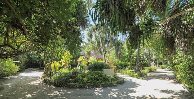 palmiers sur une île tropicale